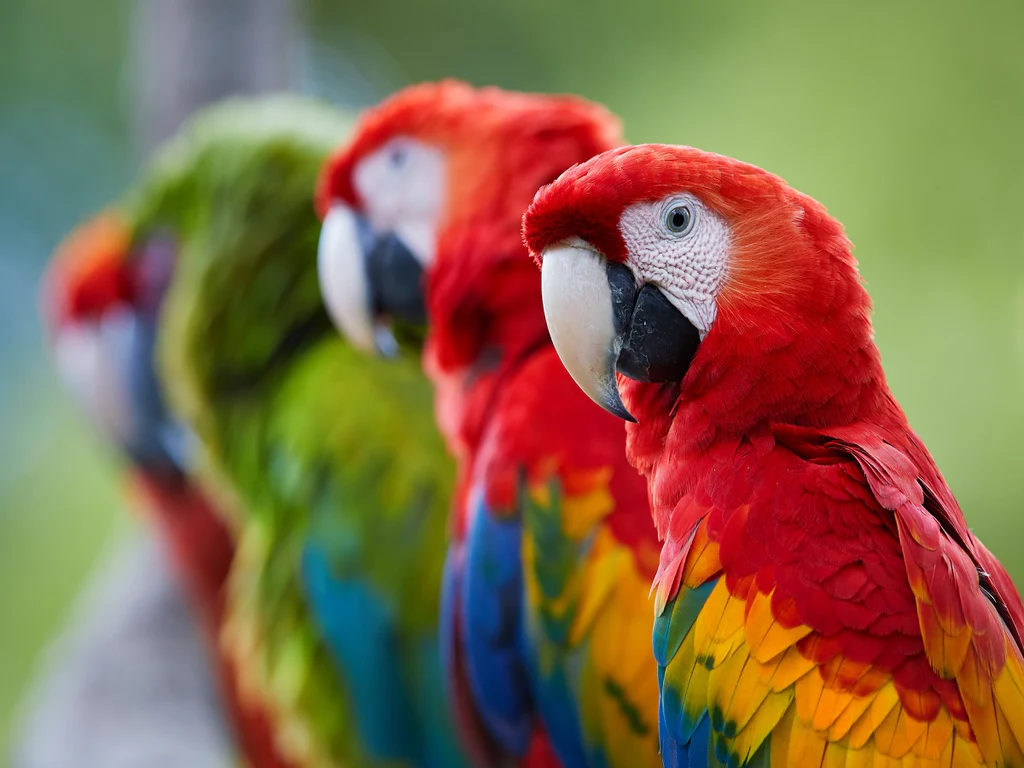 6 Things I Learned From My Parrot2