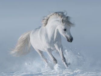 white-horse-2021-08-26-17-00-39-utc_resize