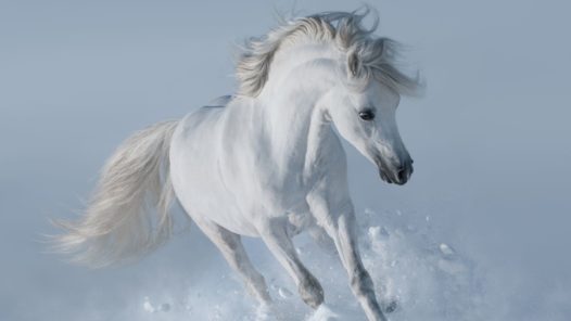 white-horse-2021-08-26-17-00-39-utc_resize