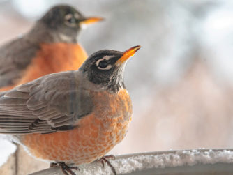 Two American robins on an icy bird feeder in the winter