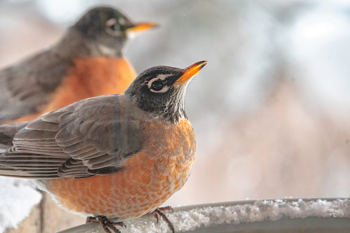 Two American robins on an icy bird feeder in the winter