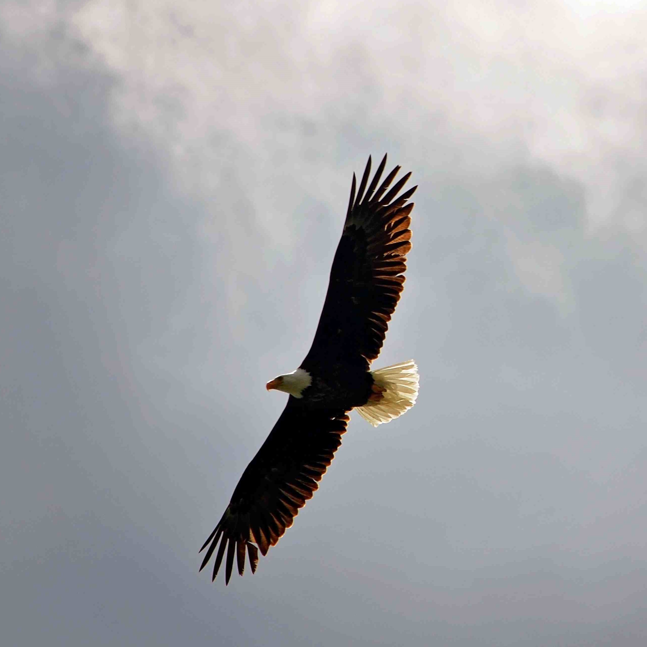 bald-eagle-soaring-over-maligne-lake-in-the-rocky-2022-11-02-16-46-24-utc